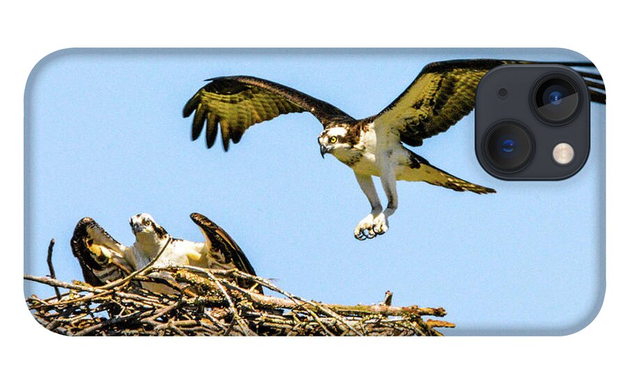 Ospreys iPhone 13 Case featuring the photograph Honey, I'm Home by Addison Likins