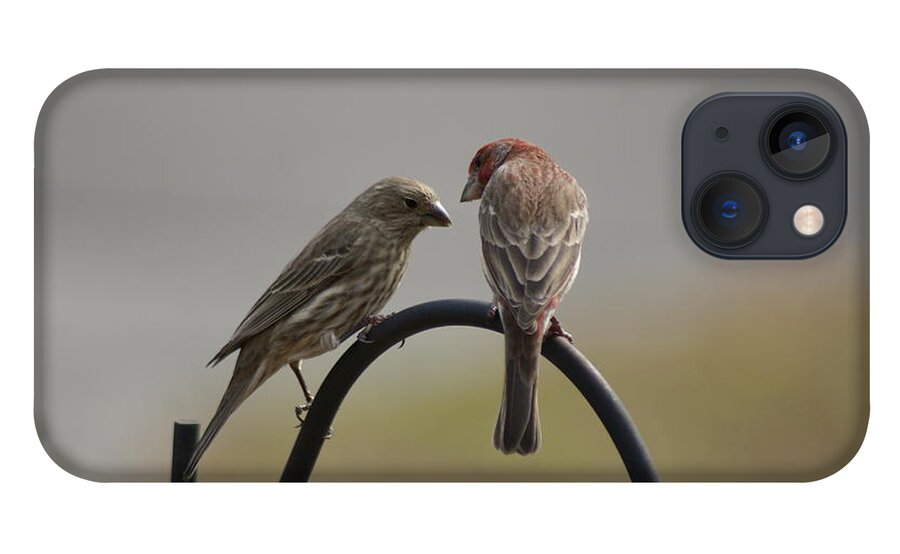  iPhone 13 Case featuring the photograph House Finch Pair by Heather E Harman