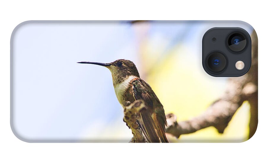Humming Bird iPhone 13 Case featuring the photograph Humming Bird Hanging in a Tree by Montez Kerr