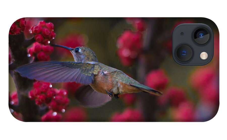 Hummingbird iPhone 13 Case featuring the photograph Humming bird Pit Stop by Montez Kerr