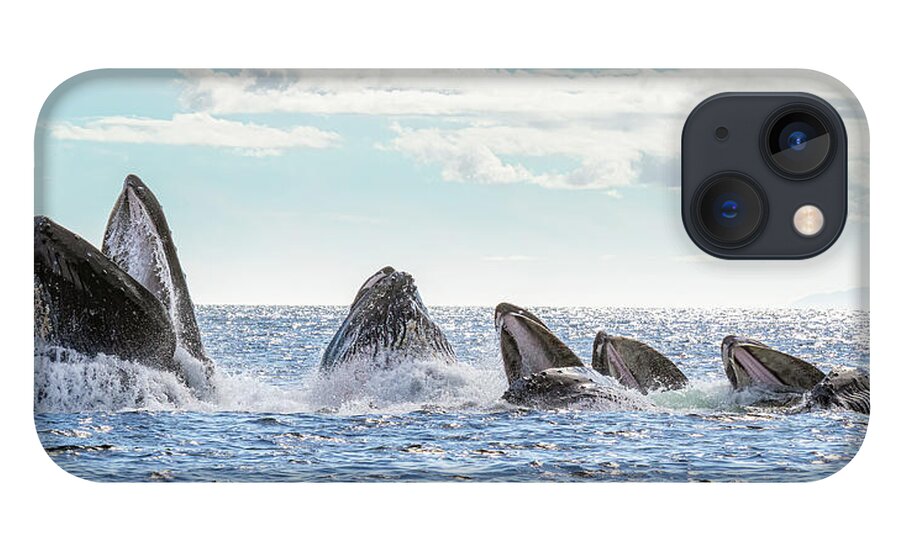 Whale iPhone 13 Case featuring the photograph Humpbacks in a Row by Michael Rauwolf