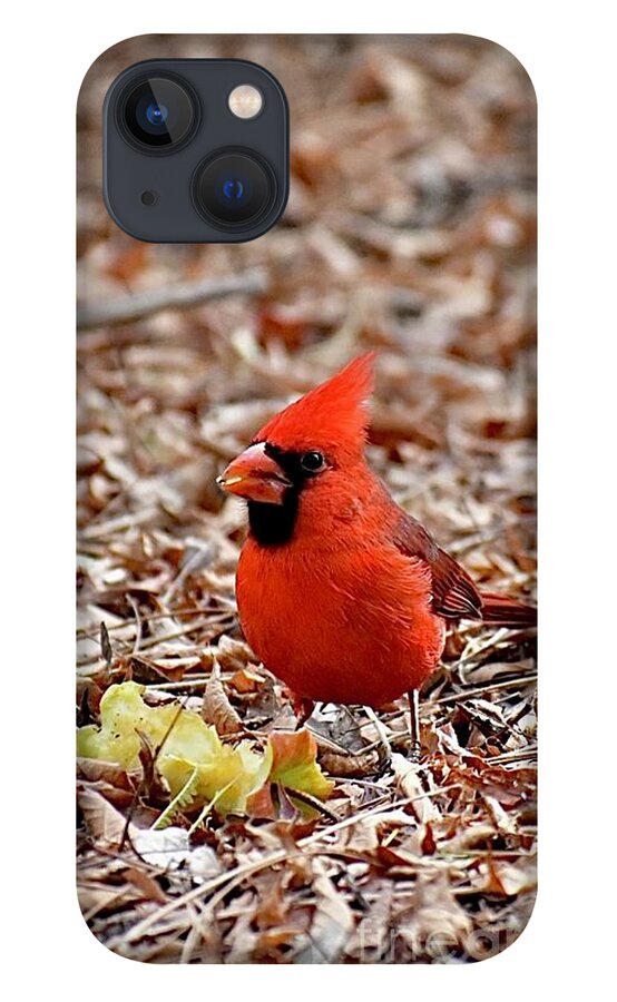 Hungry Male Northern Cardinal iPhone 13 Case featuring the digital art Hungry Male Northern Cardinal by Tammy Keyes