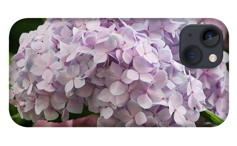 Hydrangea iPhone 13 Case featuring the photograph Hydrangea in Full Bloom by Mary Anne Delgado