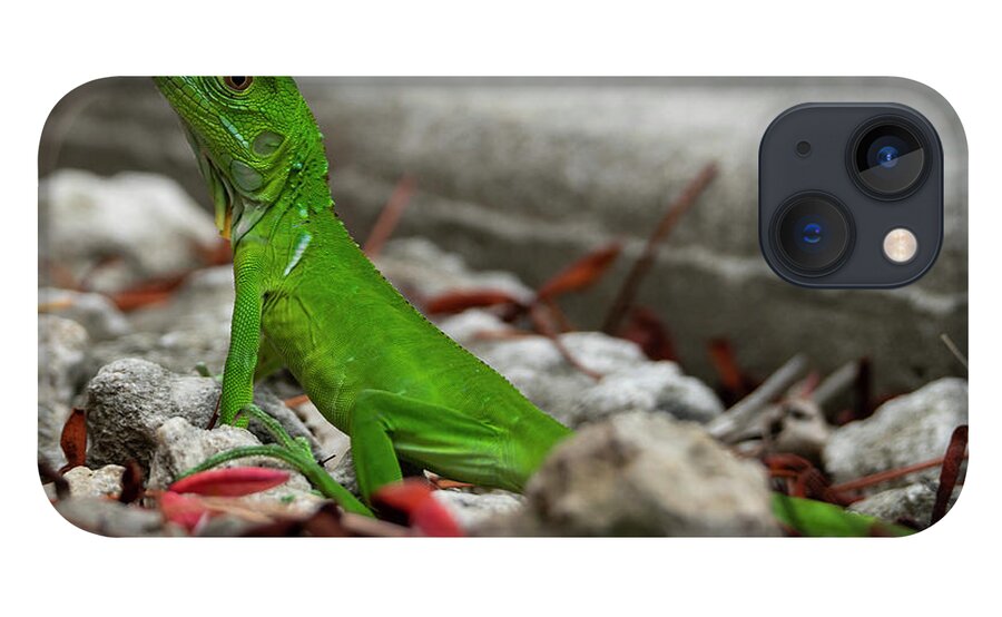 Camping iPhone 13 Case featuring the photograph Iguana Time by Todd Tucker