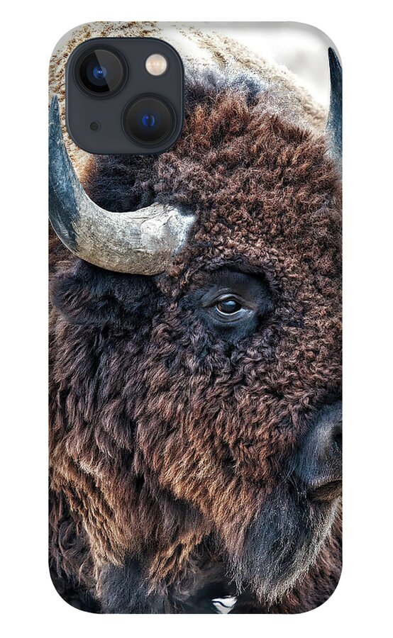 Olena Art iPhone 13 Case featuring the photograph In The Presence of Bison in Rocky Mountain Arsenal National Wildlife Refuge by O Lena