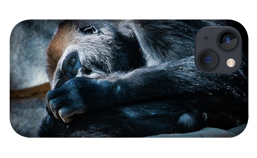 Animals iPhone 13 Case featuring the photograph Insomnia by David Levin