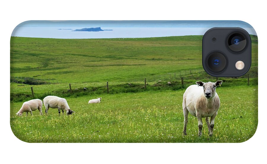 Sheep iPhone 13 Case featuring the photograph Irish Sheep by Holly Ross
