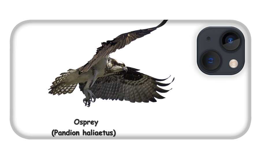 Osprey iPhone 13 Case featuring the photograph Isolated Osprey 2021-2-A by Thomas Young