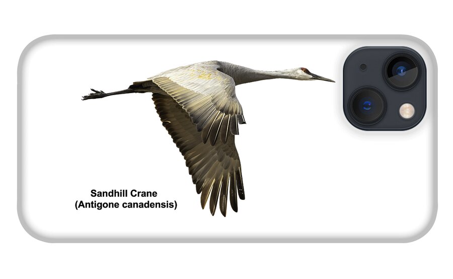 Sandhill Crane iPhone 13 Case featuring the photograph Isolated Sandhill Crane 2-2021 by Thomas Young
