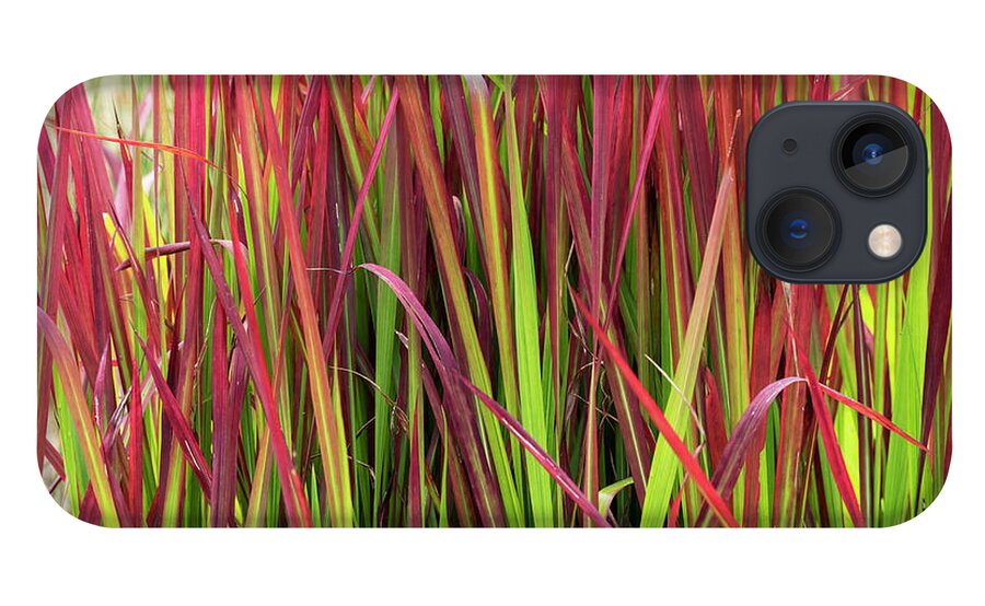 Japanese Blood Grass iPhone 13 Case featuring the photograph Japanese Blood Grass by Tim Gainey