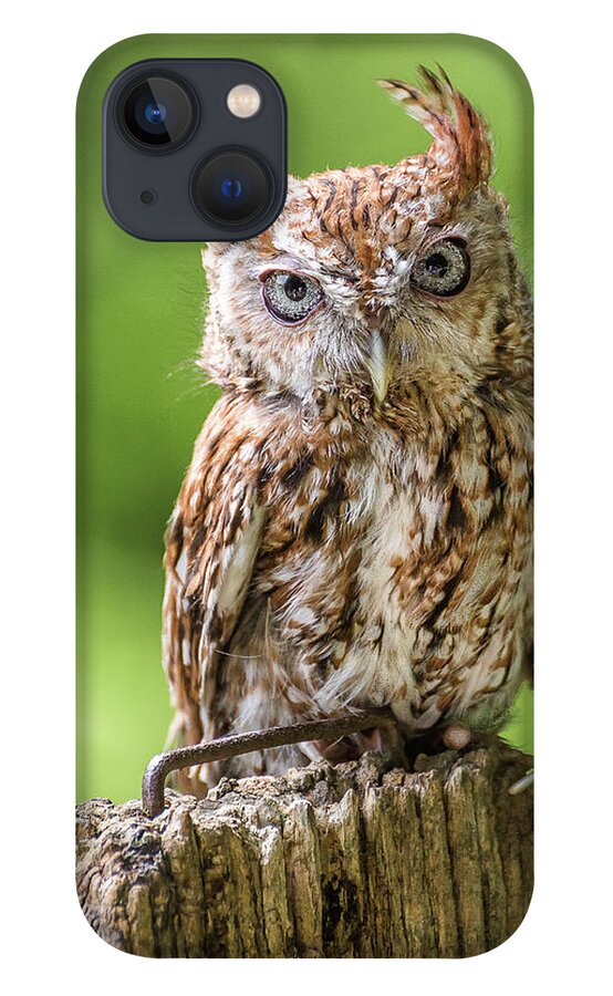 Owl iPhone 13 Case featuring the photograph Jaunty owl by Robert Miller