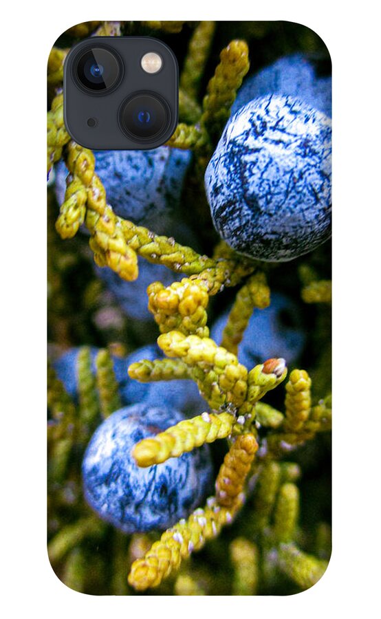 Juniper iPhone 13 Case featuring the photograph Juniper Berries by W Craig Photography