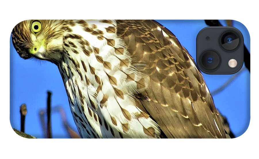Hawks iPhone 13 Case featuring the photograph Juvenile Coopers Hawk Are you talkin' to me? by Linda Stern