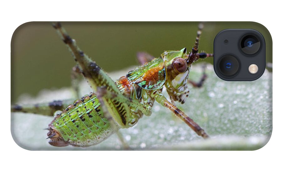 Grasshopper iPhone 13 Case featuring the photograph Katydid Nymph by Karen Rispin