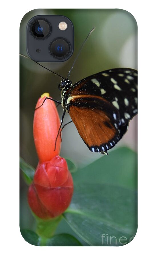 Photography iPhone 13 Case featuring the photograph Key West Butterfly by Stephanie Gambini