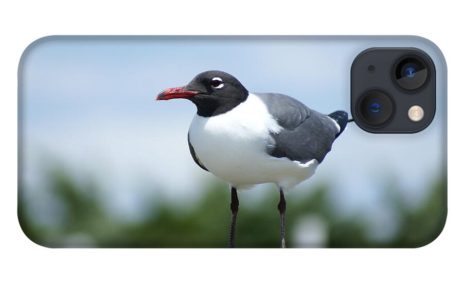  iPhone 13 Case featuring the photograph Laughing Gull by Heather E Harman