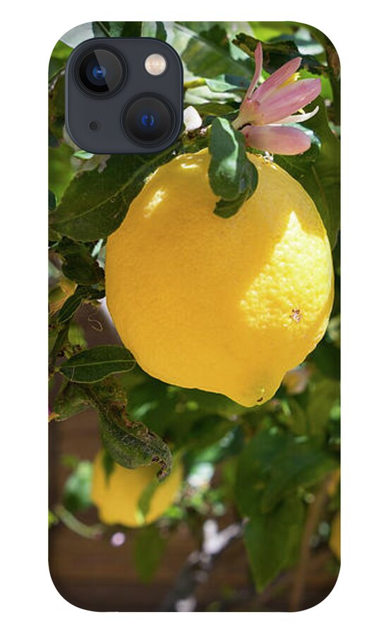 Lemon Tree iPhone 13 Case featuring the photograph Blooming lemon tree in the Mediterranean garden by Adriana Mueller