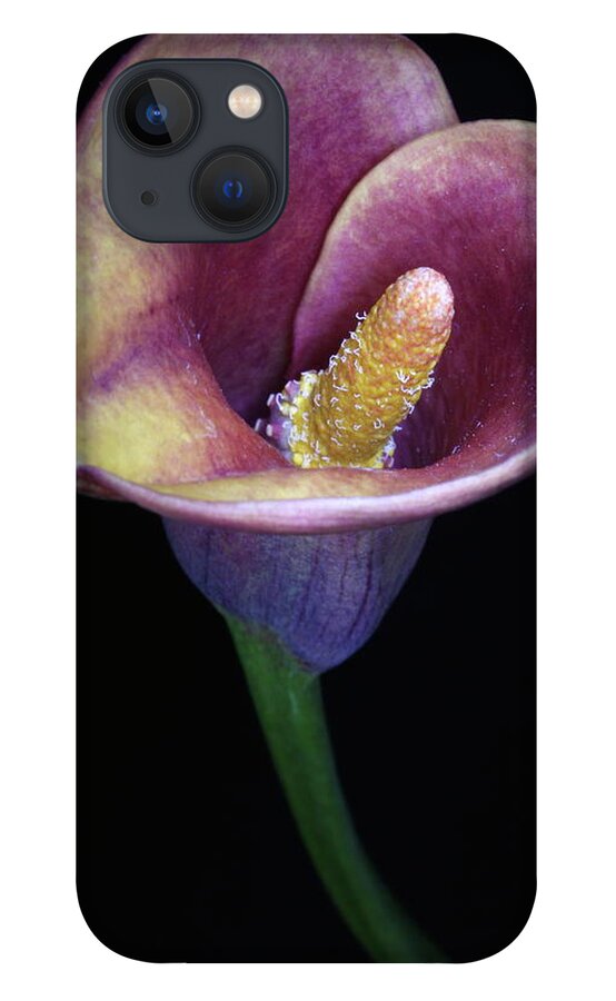 Flower iPhone 13 Case featuring the photograph Lily Feb282008 by Julie Powell