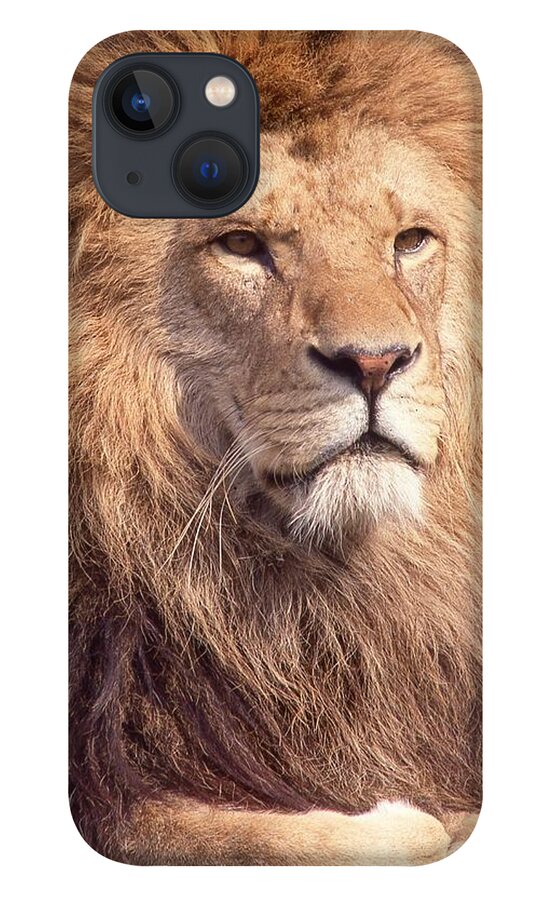 Lion iPhone 13 Case featuring the photograph Lion King 2 by Russel Considine