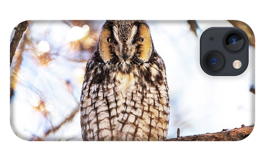 Long-eared Owl iPhone 13 Case featuring the photograph Long-eared Owl by Sandra Rust