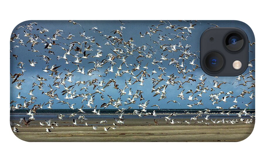 North Carolina iPhone 13 Case featuring the photograph Lots and Lots of Seagulls by Dan Carmichael