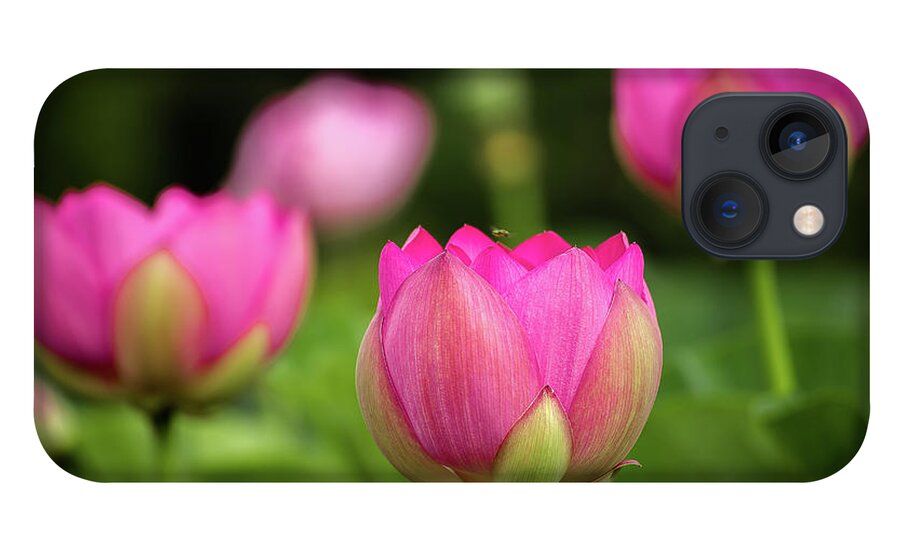 Kenilworth Gardens iPhone 13 Case featuring the photograph Lotus and friends by Robert Miller
