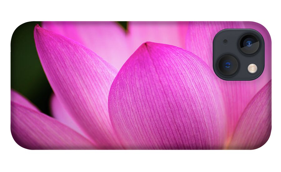 Kenilworth Gardens iPhone 13 Case featuring the photograph Lotus petal by Robert Miller