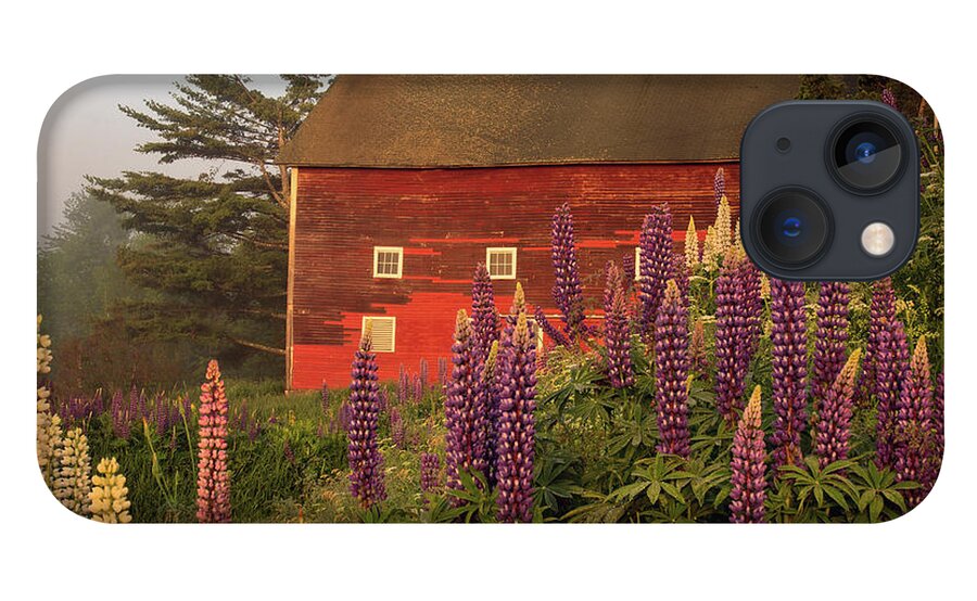 Lupine Festivle iPhone 13 Case featuring the photograph Lupine Barn in Sugar Hill, NH by John Rowe