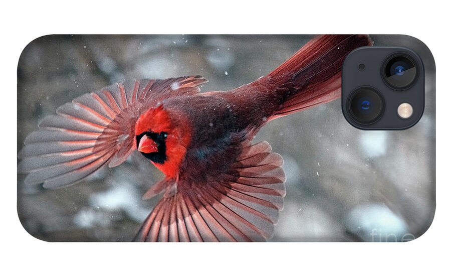 Northern Cardinal iPhone 13 Case featuring the photograph Male Northern Cardinal in a Snow Storm by Sandra Rust