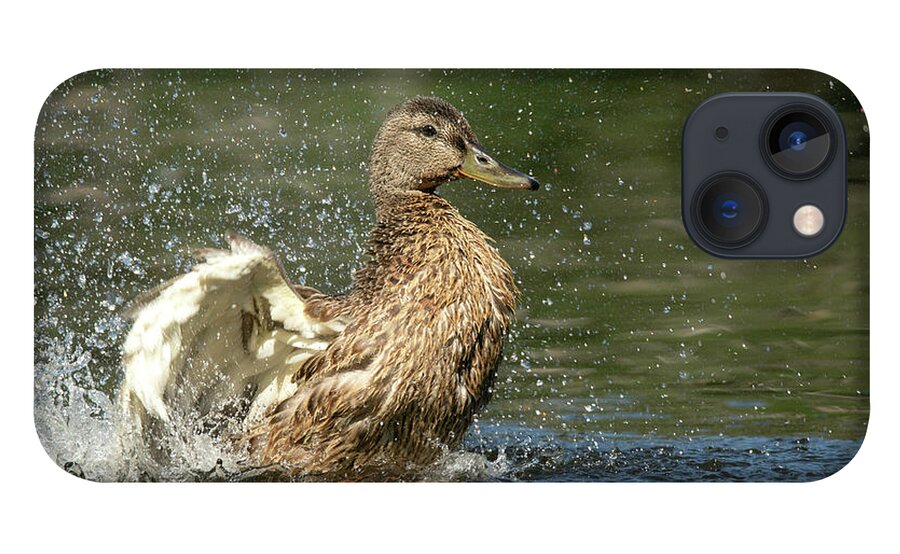 Mallard iPhone 13 Case featuring the photograph Mallard Hen Duck Splashing in Water by Nikki Vig