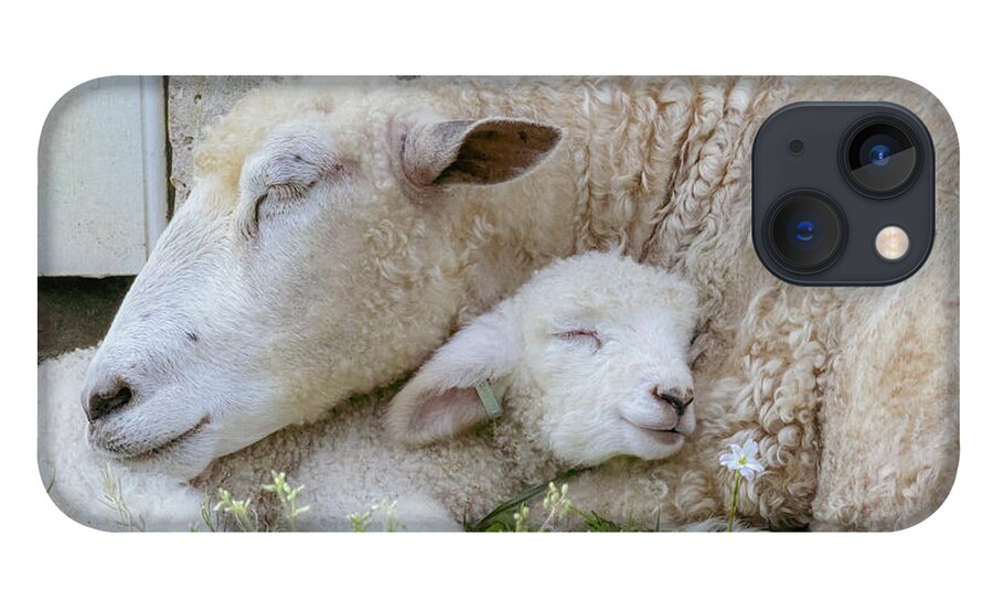 Lamb iPhone 13 Case featuring the photograph Mama's Lamb by Rachel Morrison