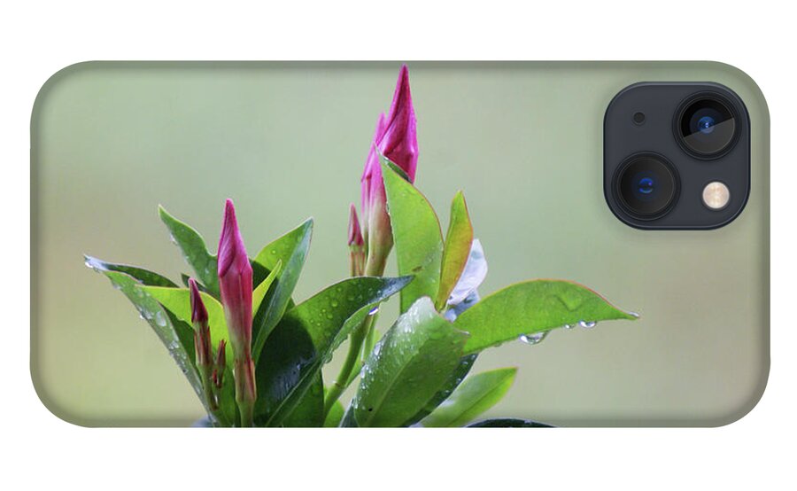  iPhone 13 Case featuring the photograph Mandevilla Drops by Heather E Harman