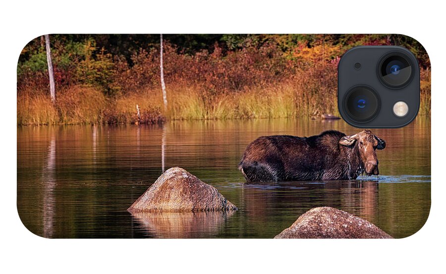 #baxter#state#park#maine#kathadin#mountains#lakes#foliage#autumn iPhone 13 Case featuring the photograph Miss Moose by Darylann Leonard Photography