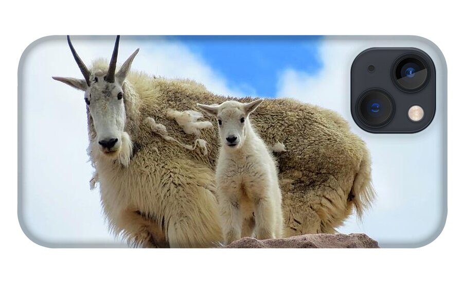 Mountain Goat iPhone 13 Case featuring the photograph Mountain Goats by Connor Beekman