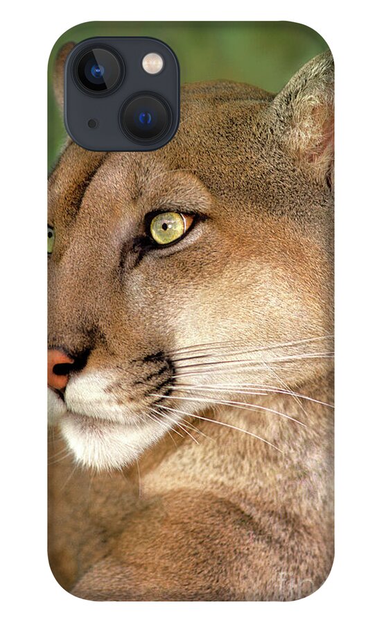 Mountain Lion iPhone 13 Case featuring the photograph Mountain Lion Portrait Wildlife Rescue by Dave Welling
