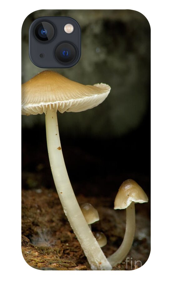 Mushrooms iPhone 13 Case featuring the photograph Mushrooms by Rich S