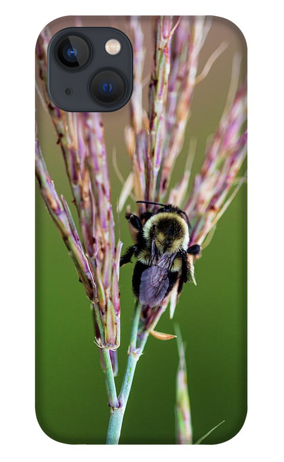 Animals iPhone 13 Case featuring the photograph Nature Photography - Bee by Amelia Pearn