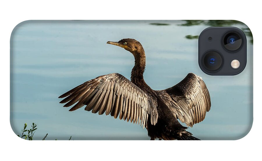 Animal iPhone 13 Case featuring the photograph Neotropic Cormorant with Wings Spread by Jeff Goulden