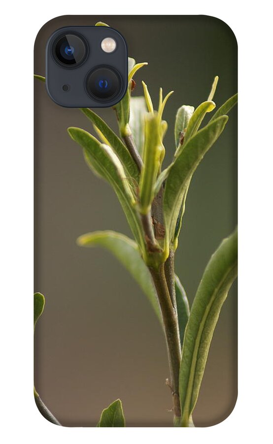  iPhone 13 Case featuring the photograph New Growth by Heather E Harman