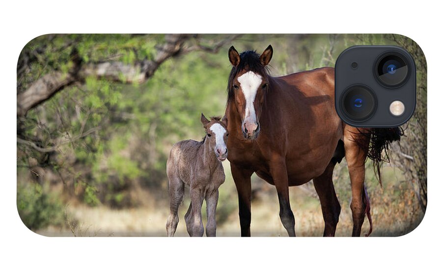 Cute Foal iPhone 13 Case featuring the photograph Newborn by Shannon Hastings