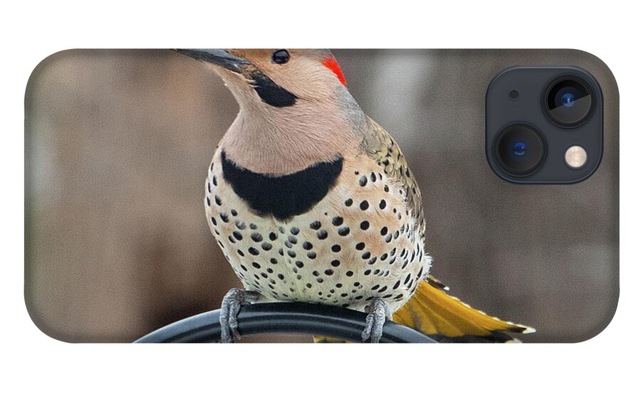 2019 iPhone 13 Case featuring the photograph Northern Flicker 4 by Gerri Bigler