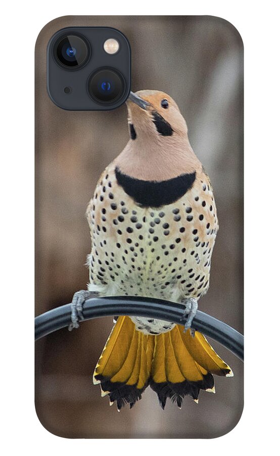 2019 iPhone 13 Case featuring the photograph Northern Flicker 9 by Gerri Bigler