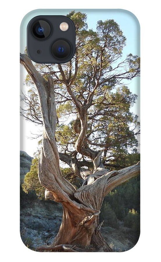 Juniper iPhone 13 Case featuring the photograph Old Twisted Juniper 2 by Amanda R Wright