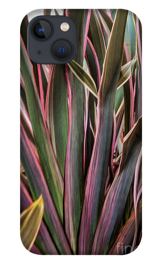 Olivera iPhone 13 Case featuring the photograph Olivera by Mae Wertz