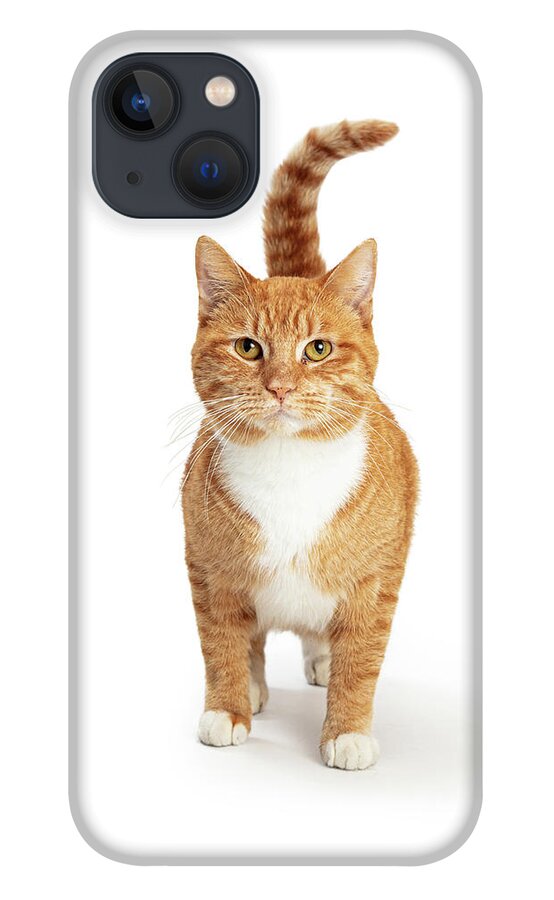 Feline iPhone 13 Case featuring the photograph Orange and White Tabby Cat Facing and Looking Forward by Good Focused