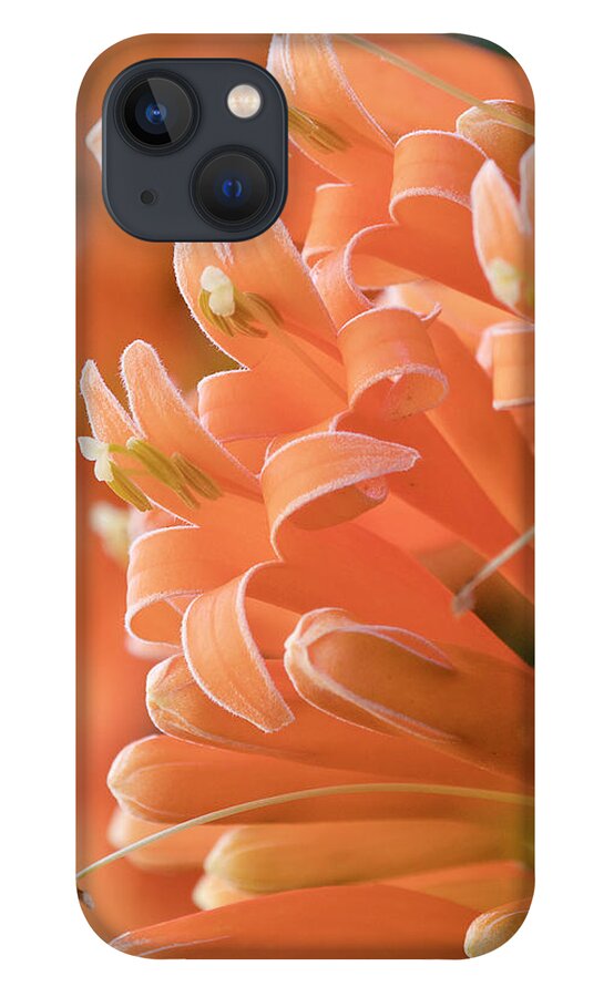 Orange Trumpet Vine iPhone 13 Case featuring the digital art Orange trumpet vine 01 by Kevin Chippindall