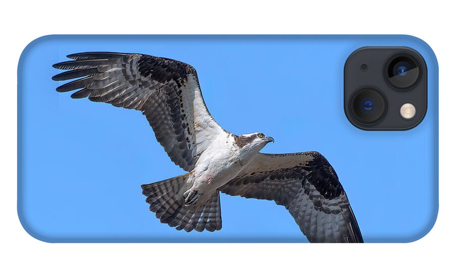 Nature iPhone 13 Case featuring the photograph Osprey in Flight DRB0282 by Gerry Gantt