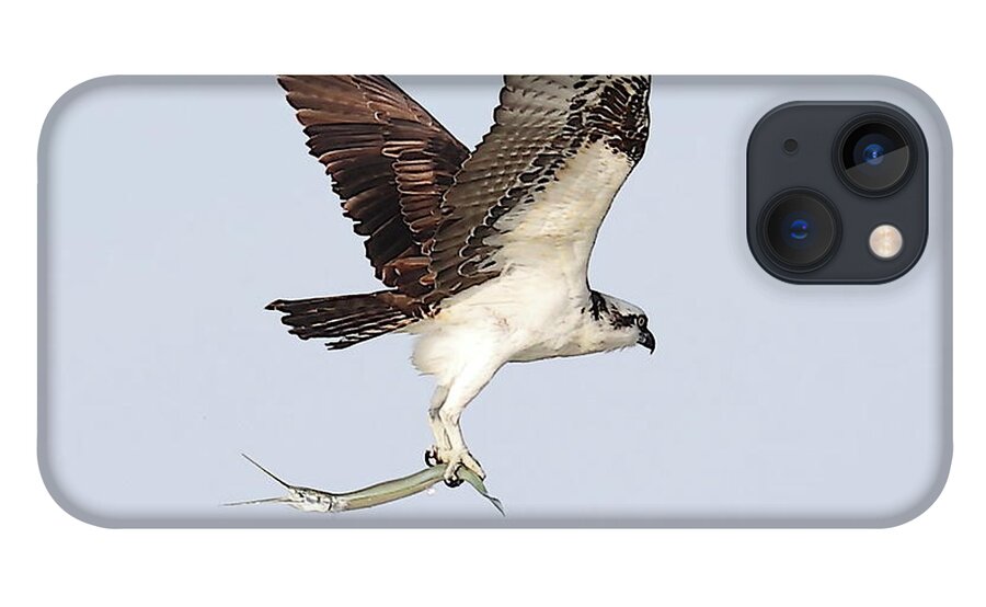 Osprey iPhone 13 Case featuring the photograph Osprey with a Needle Fish 3 by Mingming Jiang