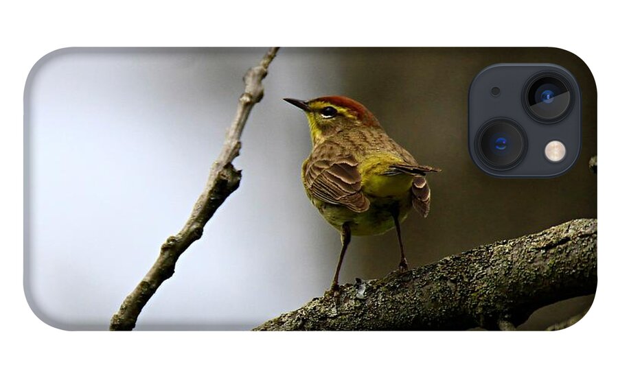 Palm Warbler iPhone 13 Case featuring the photograph Palm Warbler by Mary Walchuck