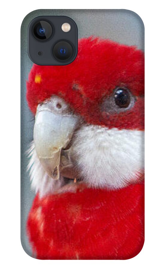 Eastern Rosella Parrot iPhone 13 Case featuring the photograph Peering Parrot by Sea Change Vibes